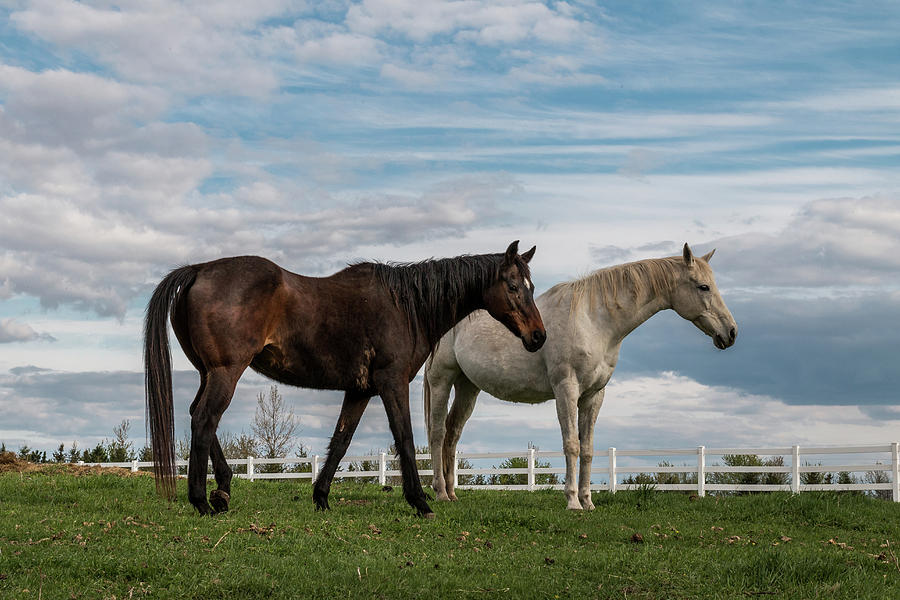 Horses #2 Photograph by Patti Deters