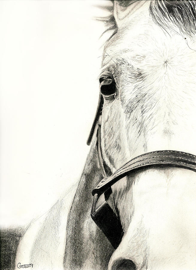 Horse Portrait Drawing - Horse by Shannon Gates