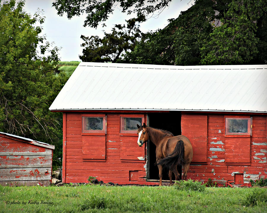 Tree Photograph - Horse Shelter by Kathy M Krause