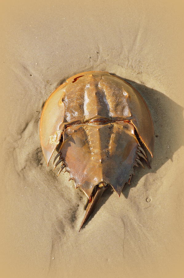 horse shoe crab plush