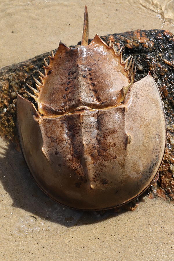 horse shoe crab plush