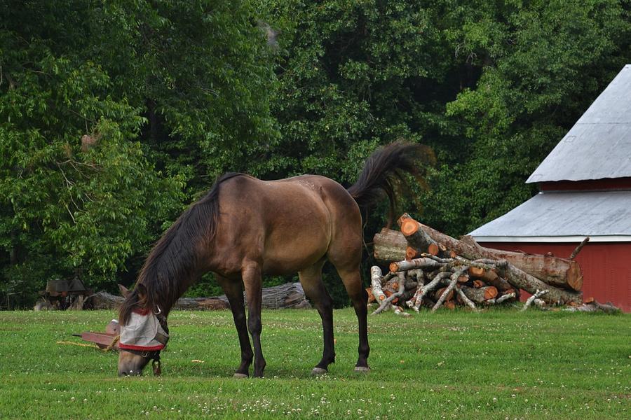 Horse Shoos Flies Photograph by Eileen Brymer