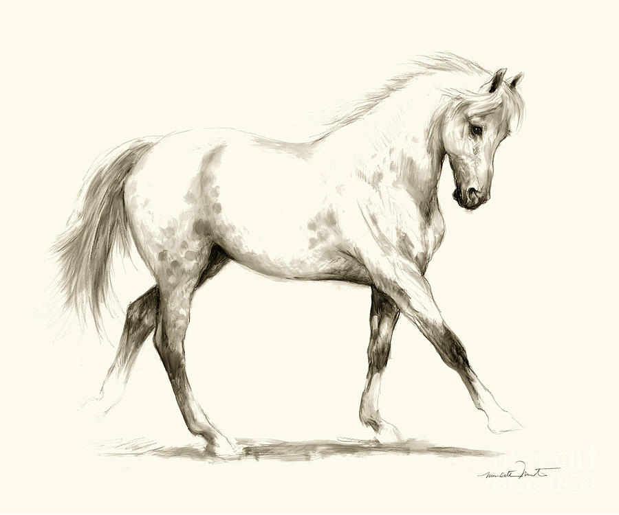 Horse Drawing - Horse Sketch 1 by Meridith Martens