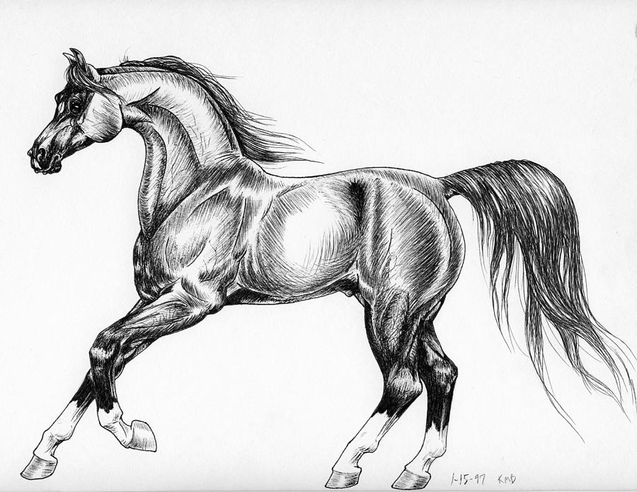 Horse Sketch 1997 Drawing by Christopher McKenzie