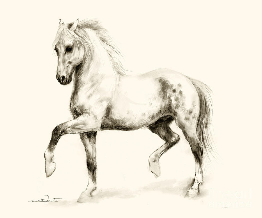 Horse Sketch 2 Drawing by Meridith Martens