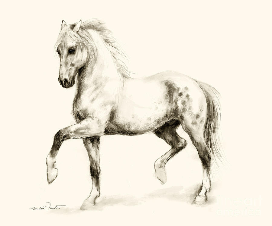 Horse Sketch Drawing - erposanocomiendoyjugando