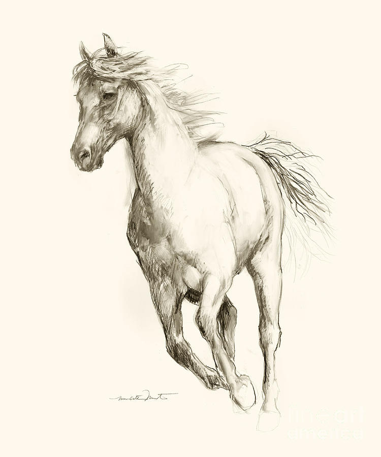 Horse Drawing - Horse Sketch 5 by Meridith Martens