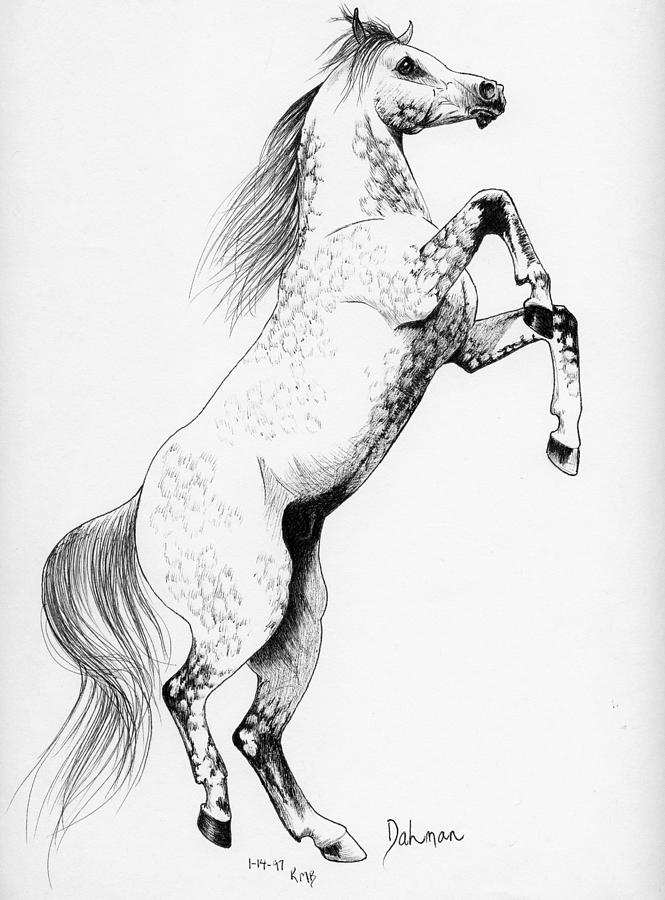 Horse Sketch Dahman Drawing by Christopher McKenzie