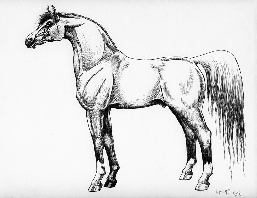 Horse Sketch January 97 Drawing by Christopher McKenzie