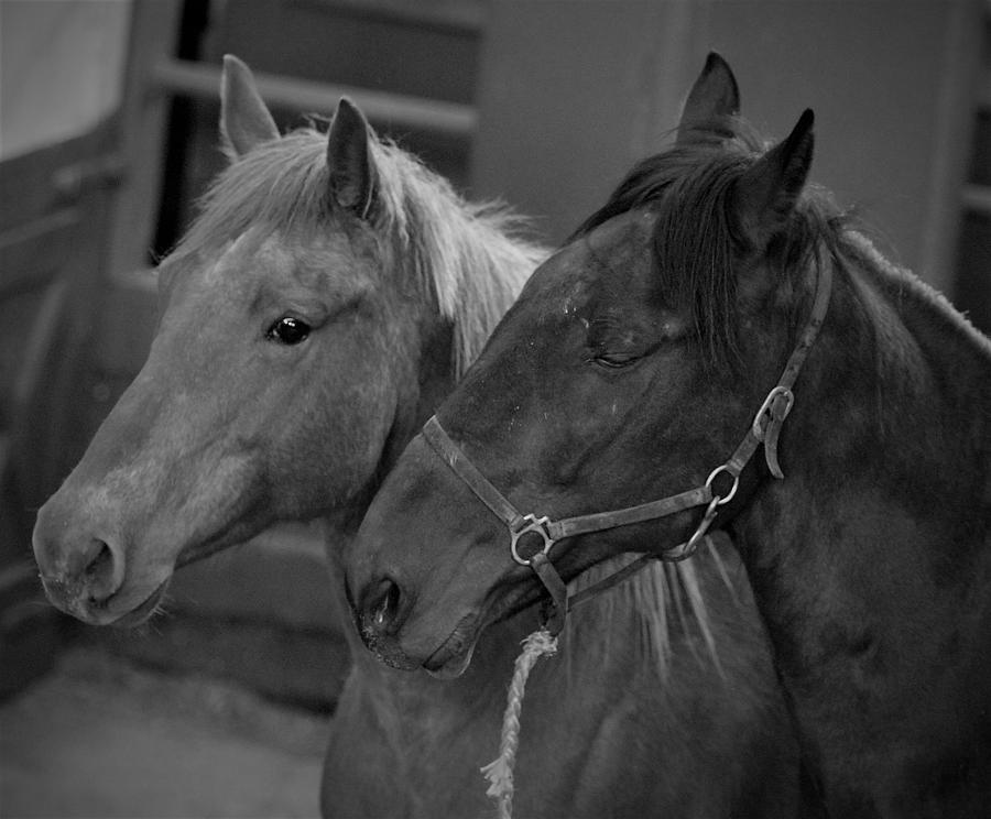 Animal Photograph - Horse Slaughter Pipeline - Eyes Wide Shut by Susie Gordon