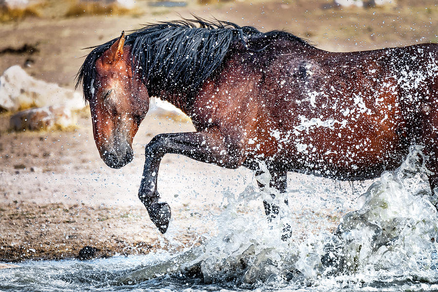 Horse Splash Photograph by Michael Ash