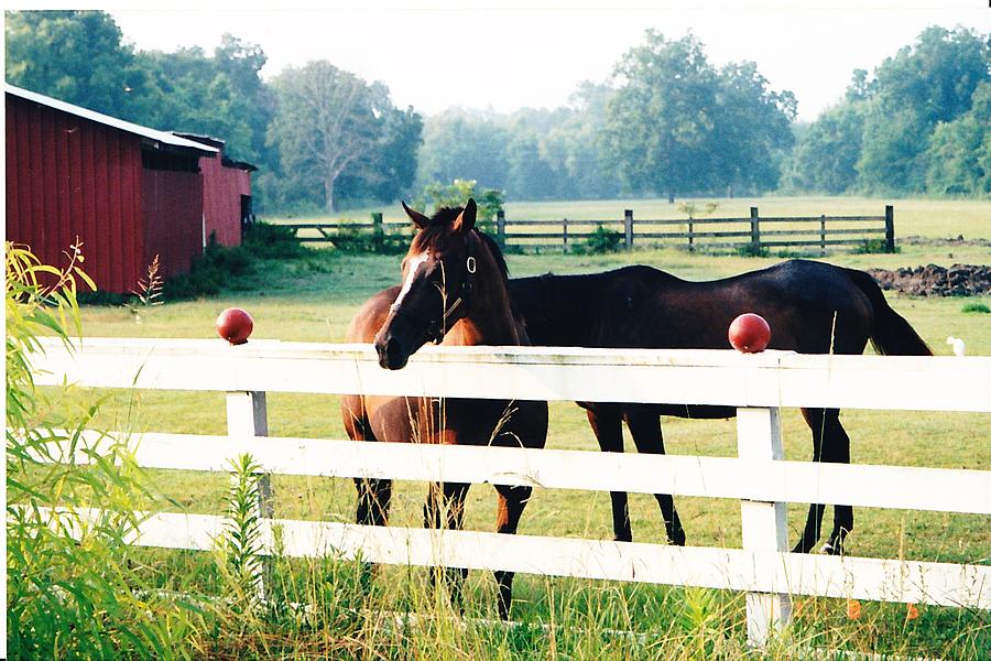 Horse stable Photograph by Michelle Powell