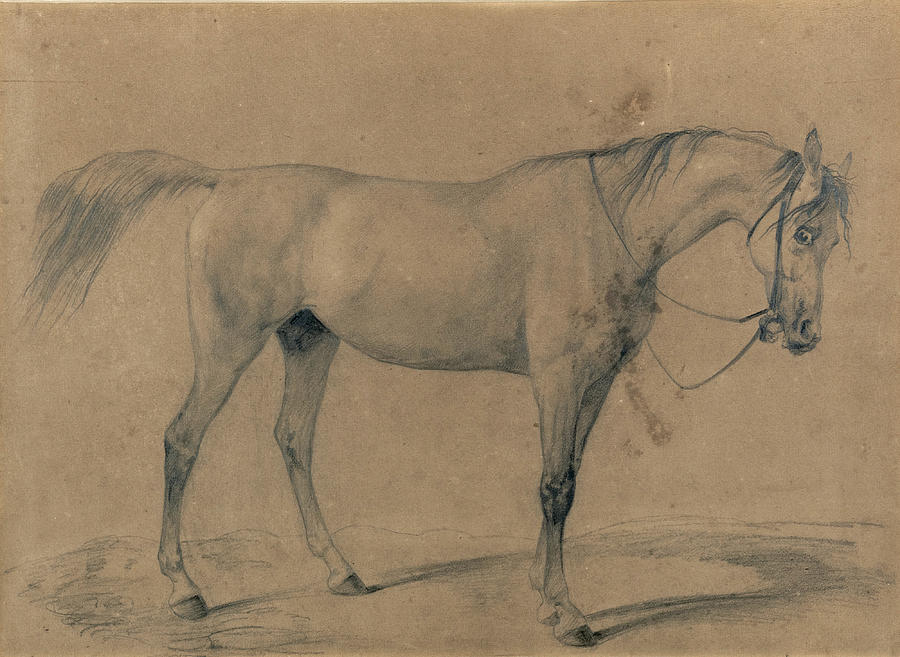 Horse Study Drawing by Rudolf Koller