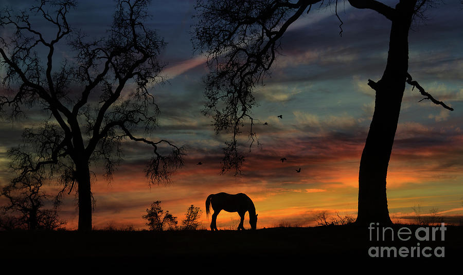 Horse Sunrise and Oak Trees with Birds Pasture Photograph by Stephanie Laird