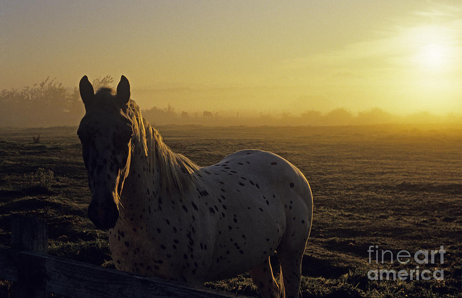 Horse Sunrise Field Photograph by Jim Corwin