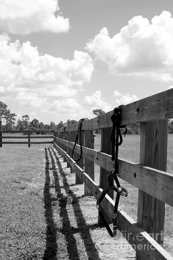 Horse Tack on Fence Photograph by Robert Wilder Jr