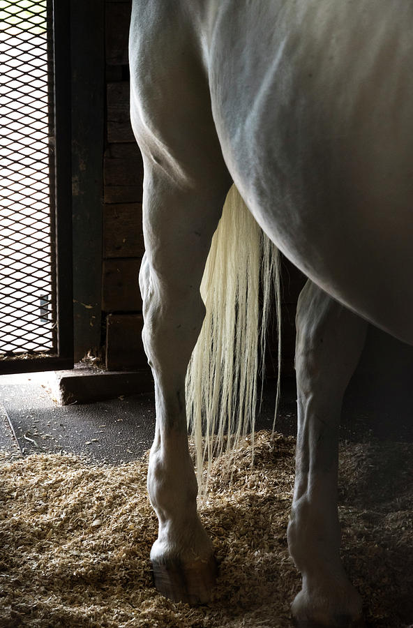 Horse tail 5463 Photograph by Ginger Stein