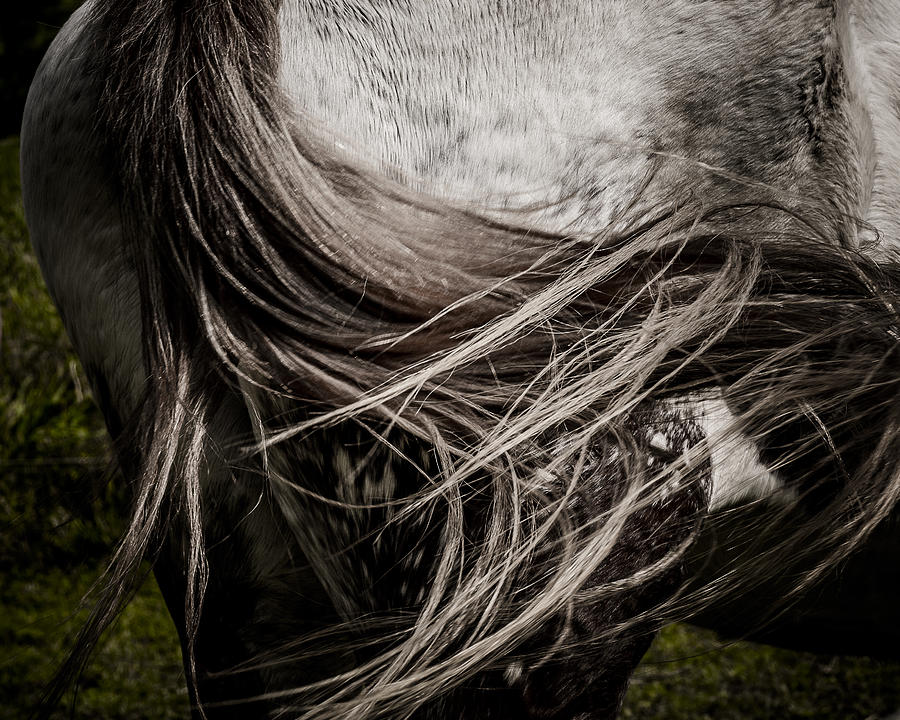 Horse Photograph - Horse Tail by Heather Pugh And Nathan Farra