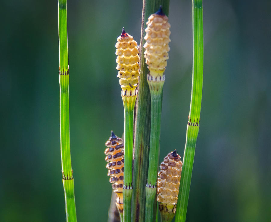 Horse Tail3 by Don L Williams Horse Tail3 by Don L Williams