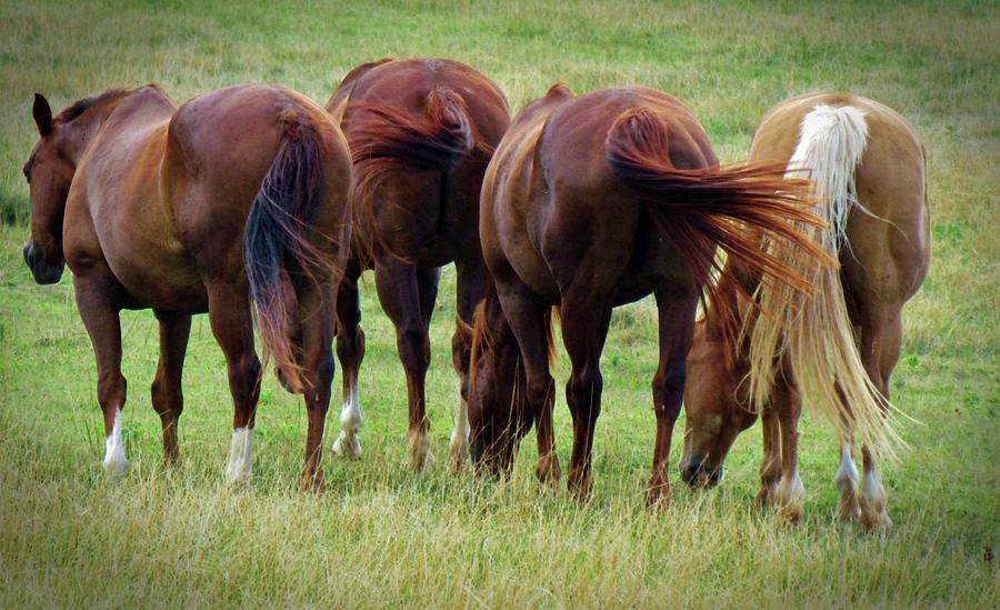 Horse Photograph - Horse Tails by Cynthia Guinn
