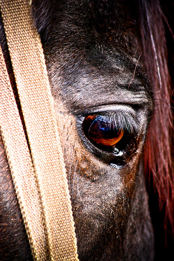 Horse Tears Photograph by Keith Allen