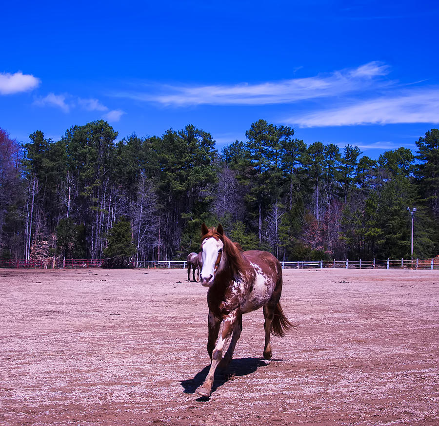 Horse trotting in Digital Art by Flees Photos