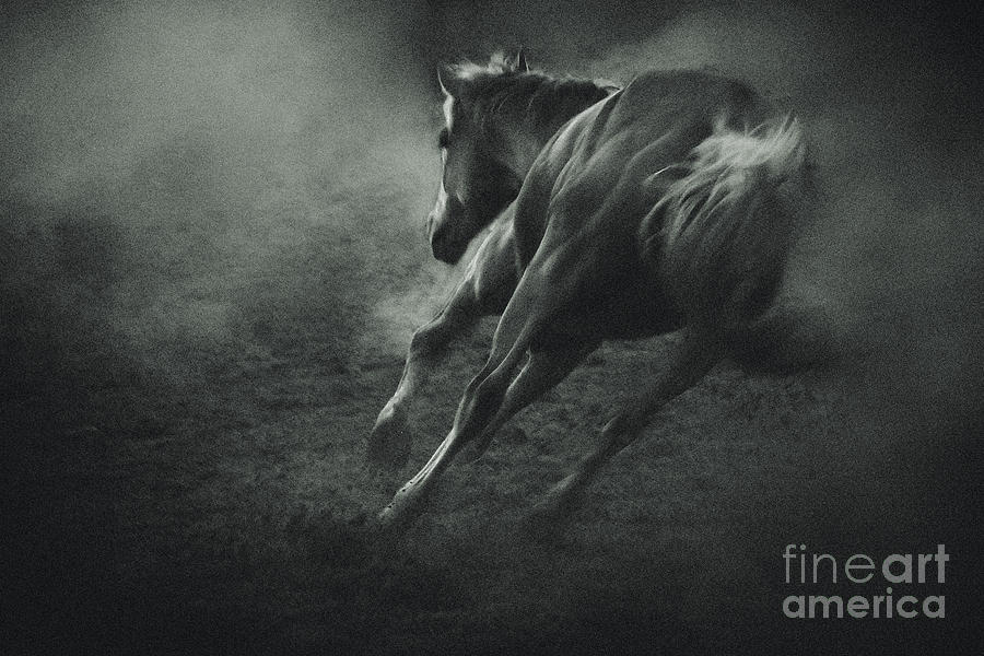 Horse Trotting in Morning Fog Photograph by Dimitar Hristov