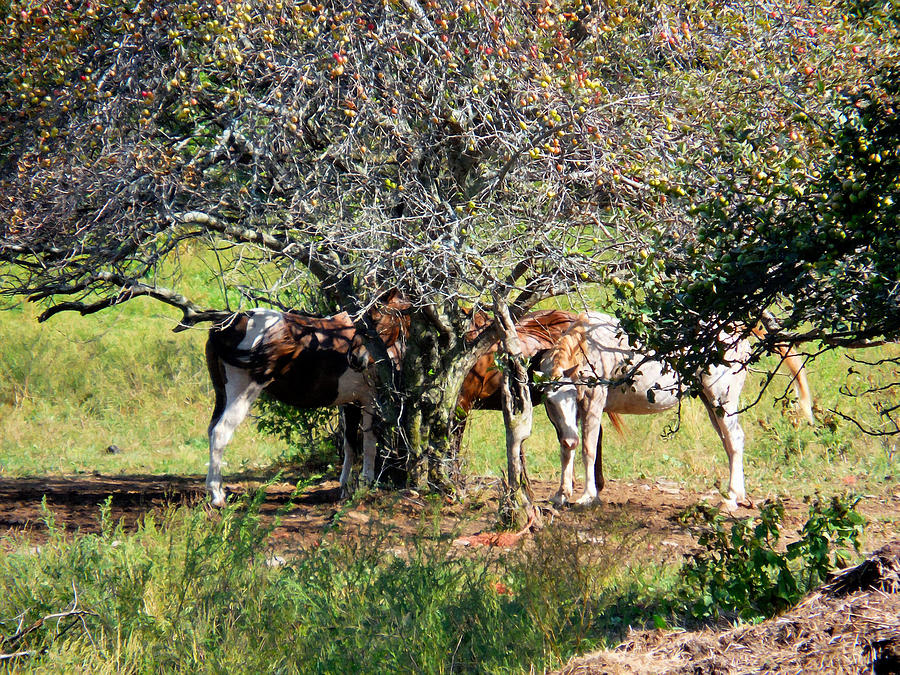Horse Under Apple Tree 1 Painting by Jeelan Clark