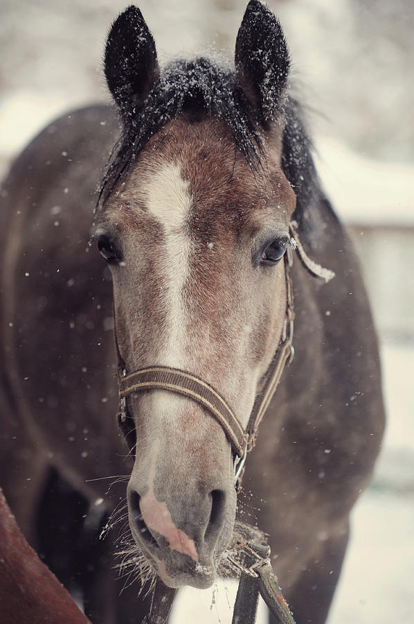 Horse under Falling Snow Photograph by Jenny Rainbow