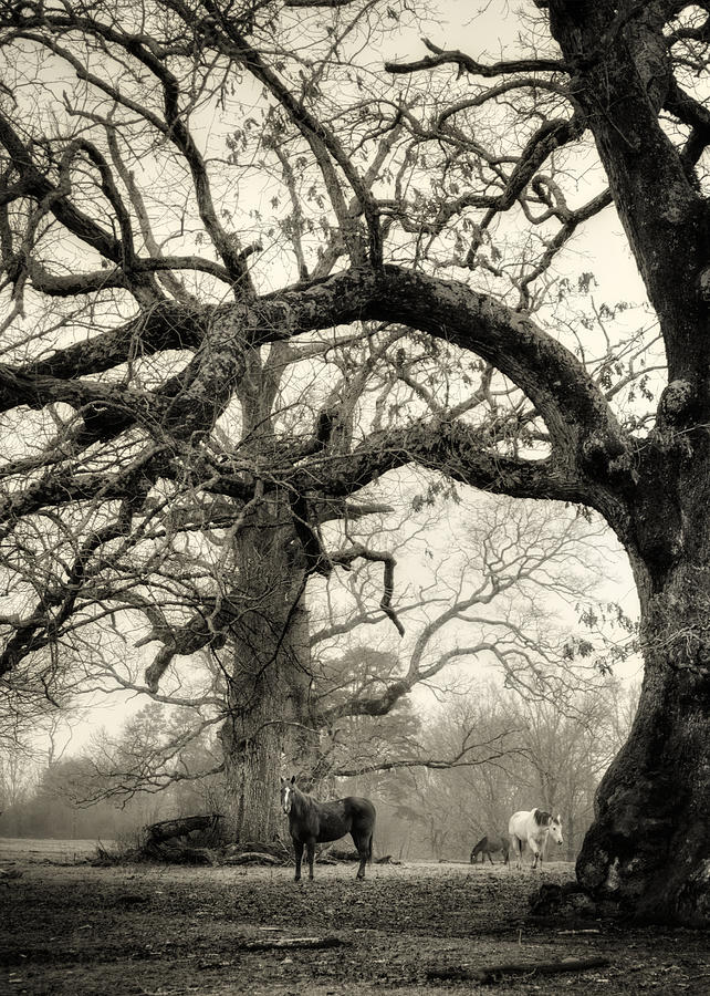 Horse Under Tree in Black and White Photograph by Greg and Chrystal Mimbs