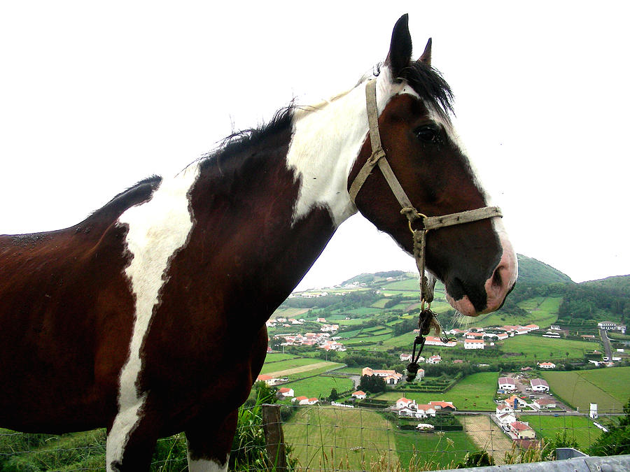 Horse View Photograph by Jean Wolfrum