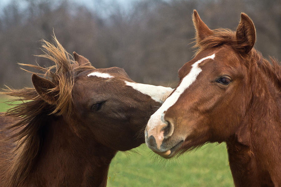 Horse Whisperer Photograph by Mamie Thornbrue - Fine Art America