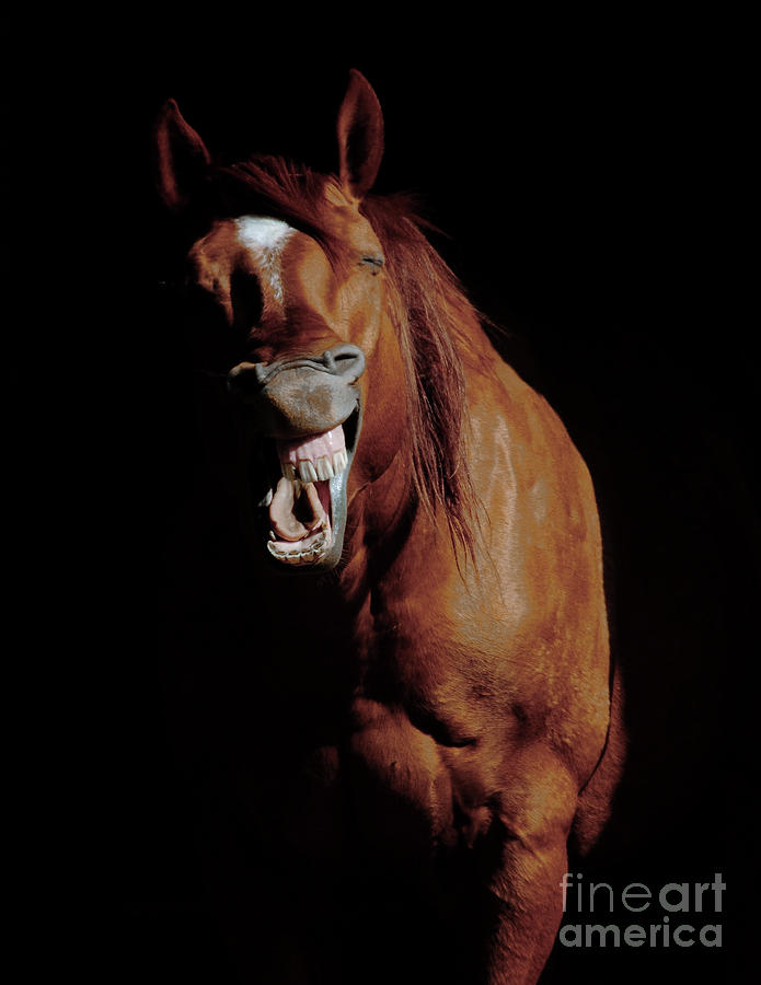 Horse Whisperer Photograph by Robert Frederick