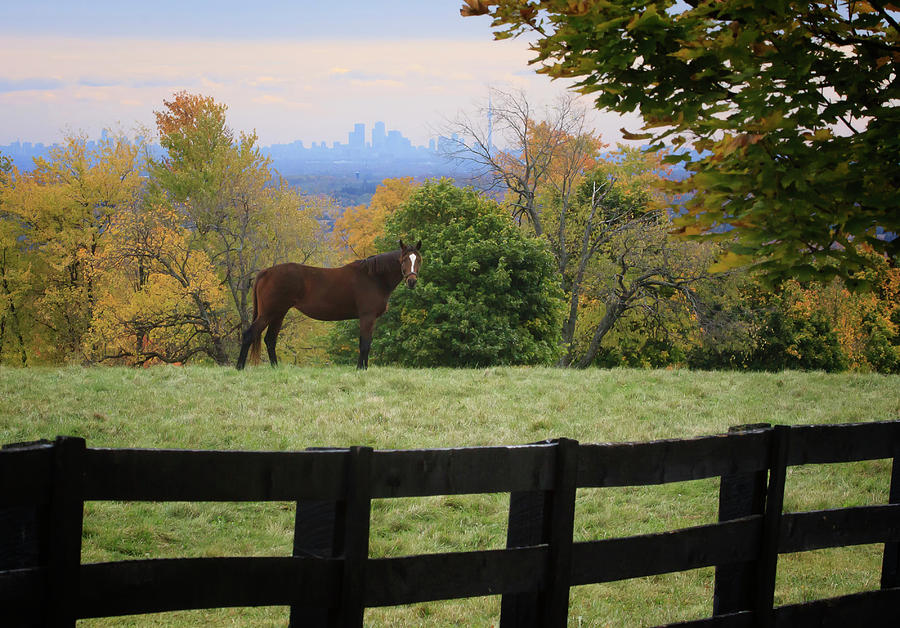 Horse With A View Photograph by Gary Hall