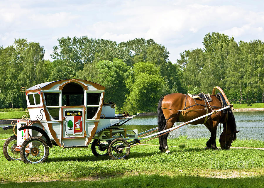 Horse with carriage Photograph by Irina Afonskaya