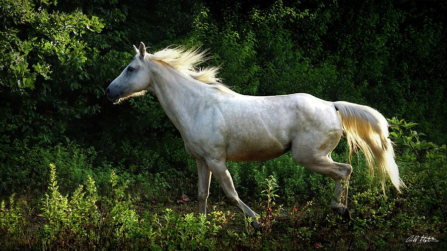 Horse With No Name Photograph by Bill Stephens