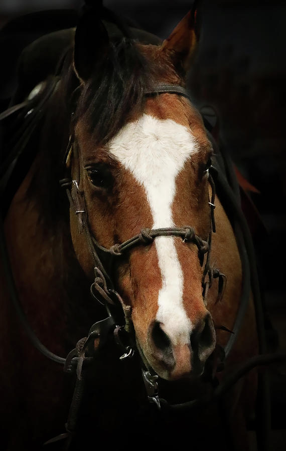 Horse Wrangler Photograph by Athena Mckinzie