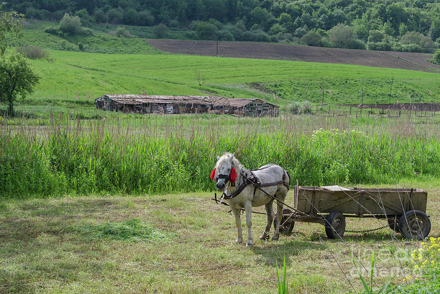 Horsedrawn Haycart, Transylvania Photograph by Perry Rodriguez