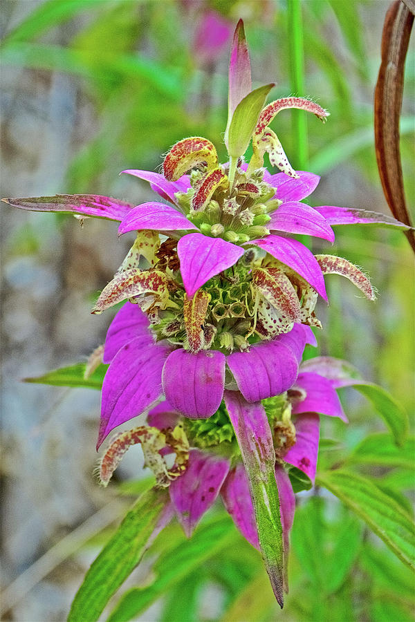 Horsemint on Trail to North Beach Park in Ottawa County, Michigan Photograph by Ruth Hager