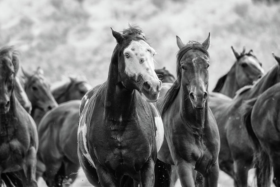 Horsepower Photograph by Ryan Courson