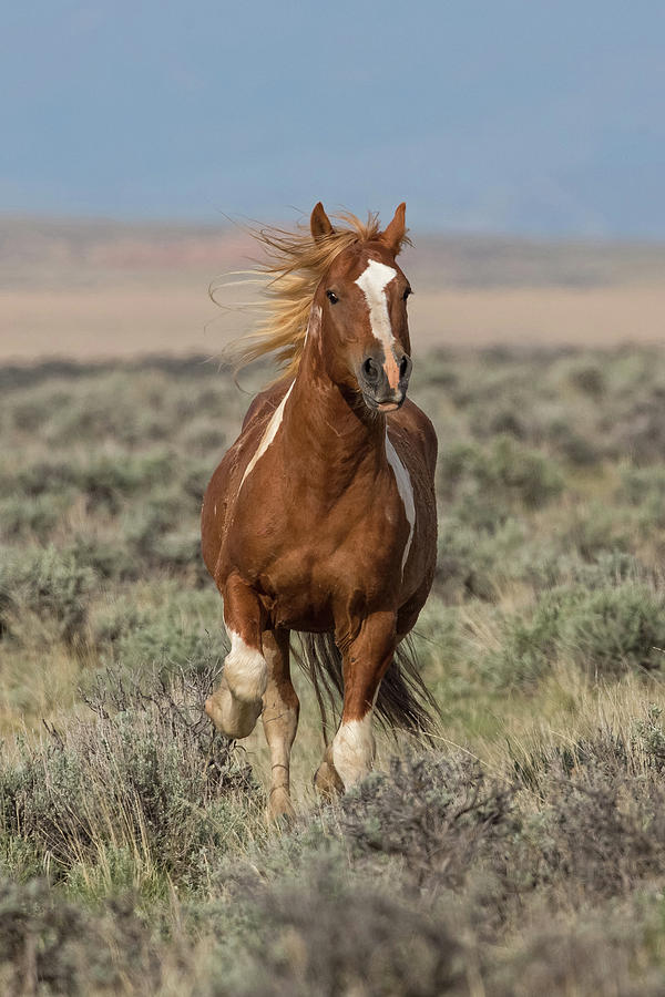 Horsepower Photograph by Sandy Sisti