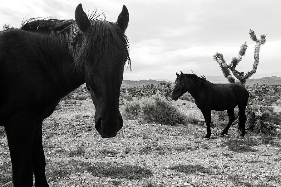 Black And White Photograph - Horses 1 by Scott Harris