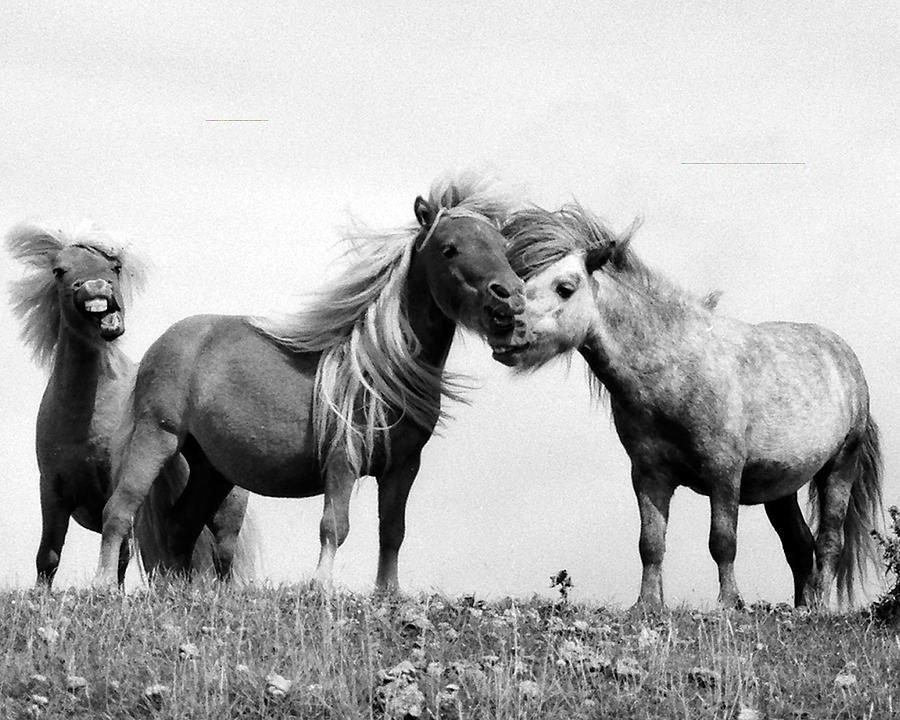 Horses 8 Photograph by Stephen Harris