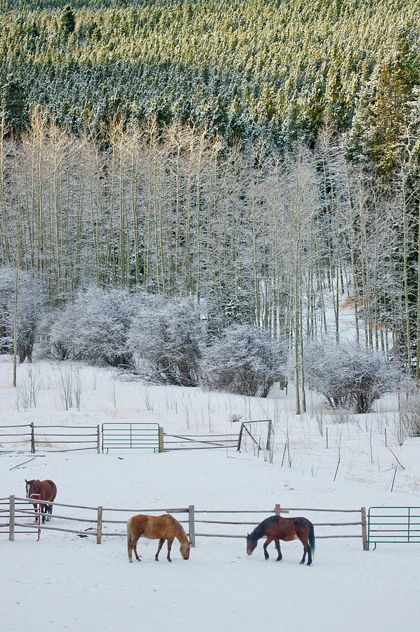 Horses Among The Fresh Snow Photograph by John De Bord