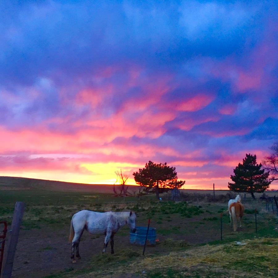 Horses and a stunning sunset Photograph by Kay Rice - Fine Art America