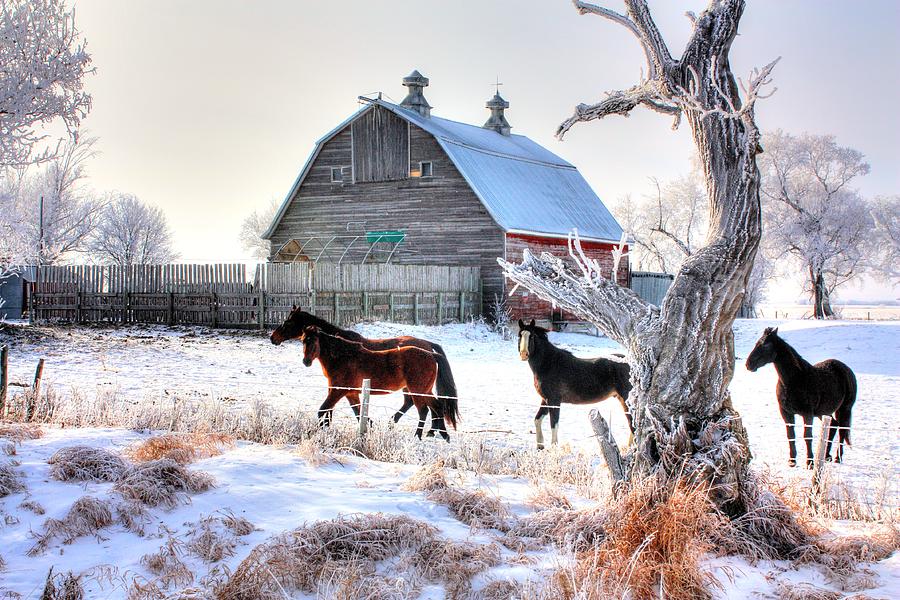 Horses and Barn Photograph by David Matthews