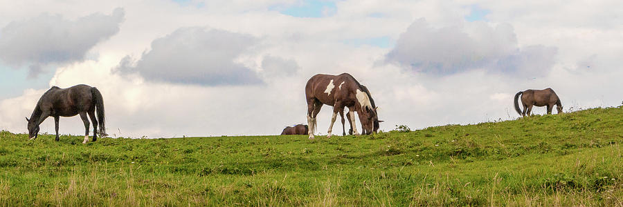 Horses and Clouds Photograph by D K Wall