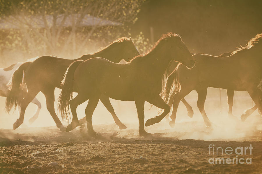 Horses and Dust Photograph by Ana V Ramirez