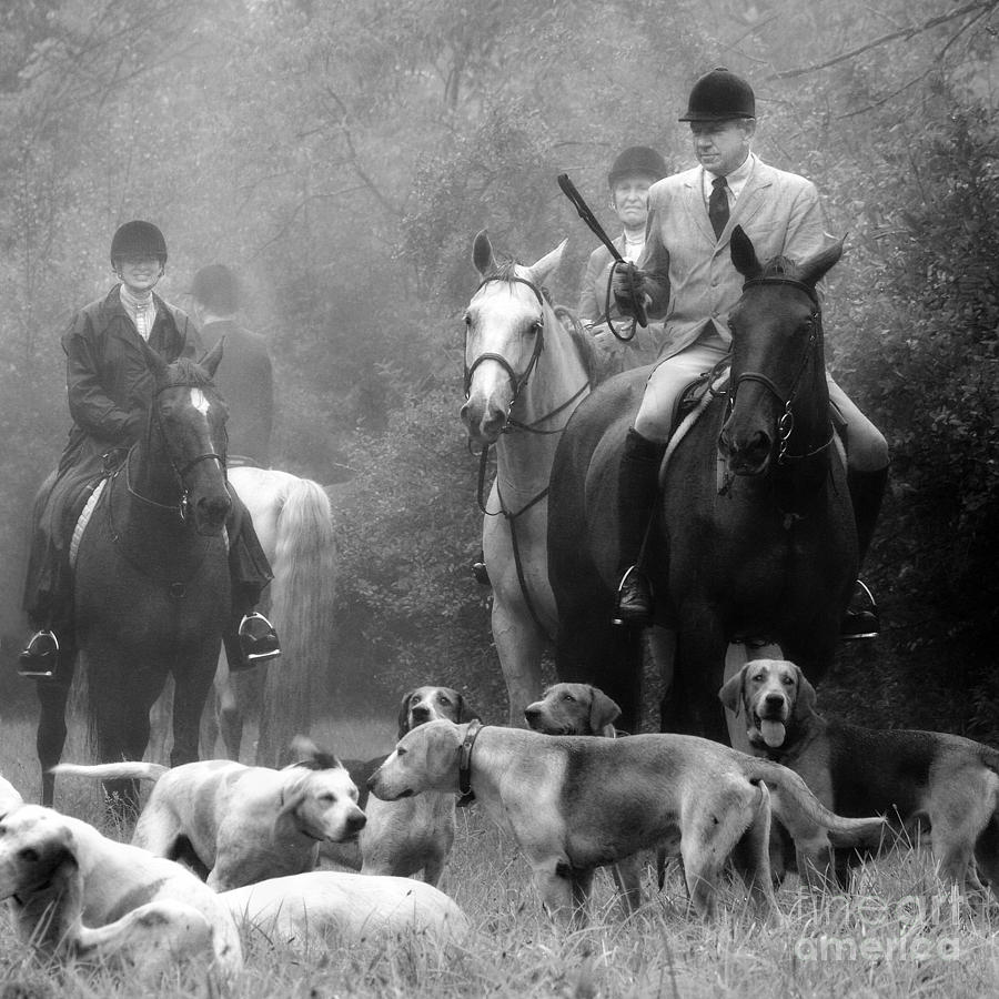 Horses and Hounds 3 in Black and White Photograph by Angela Rath