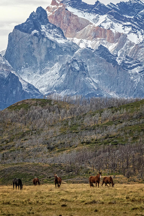 Horses and mountains in Chile Photograph by Steven Upton
